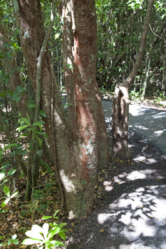 Gumbo-Limbo Tree Along Gumbo Limbo Trail at Everglades National Park