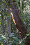 Gumbo-Limbo Tree Amongst Other Trees