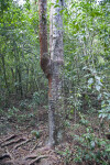 Gumbo-Limbo Tree Amongst Other Trees