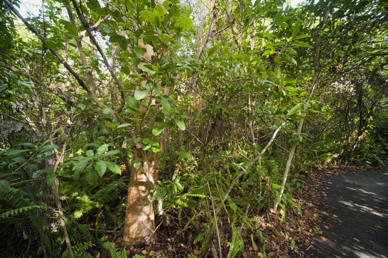 Gumbo-Limbo Tree Amongst other Vegetation at Everglades National Park