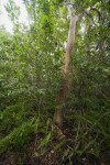 Gumbo-Limbo Tree at Everglades National Park