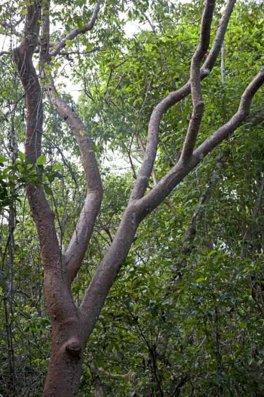 Gumbo-Limbo Tree Branches