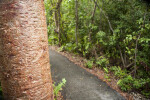 Gumbo-Limbo Tree Trunk along Gumbo Limbo Trail