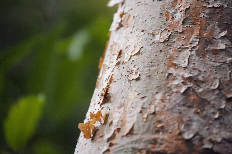 Gumbo-Limbo Tree with Peeling Bark