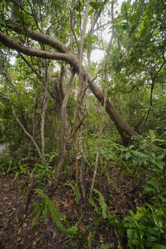 Gumbo-Limbo Trees Amongst Ferns and Schefflera
