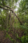 Gumbo-Limbo Trees Amongst Ferns and Schefflera