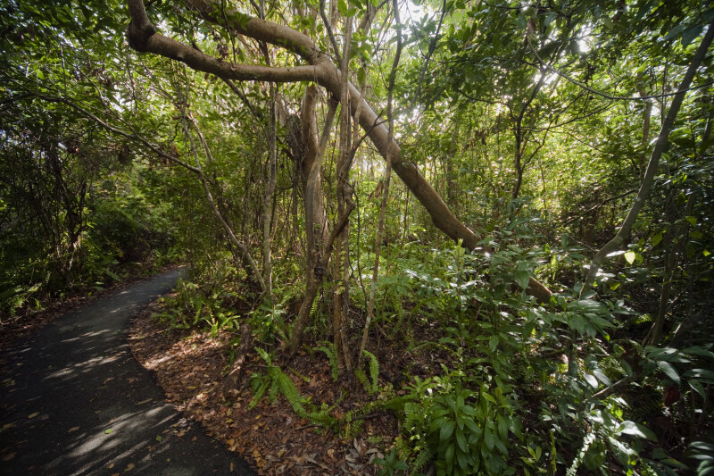 Gumbo-Limbo Trees, Ferns, and Schefflera On Side of Gumbo-Limbo Trail