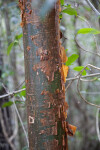 Gumbo-Limbo's Trunk