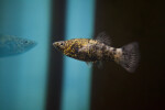 Guppy with Black and Yellow Coloring