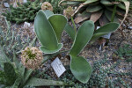 Haemanthus humilis