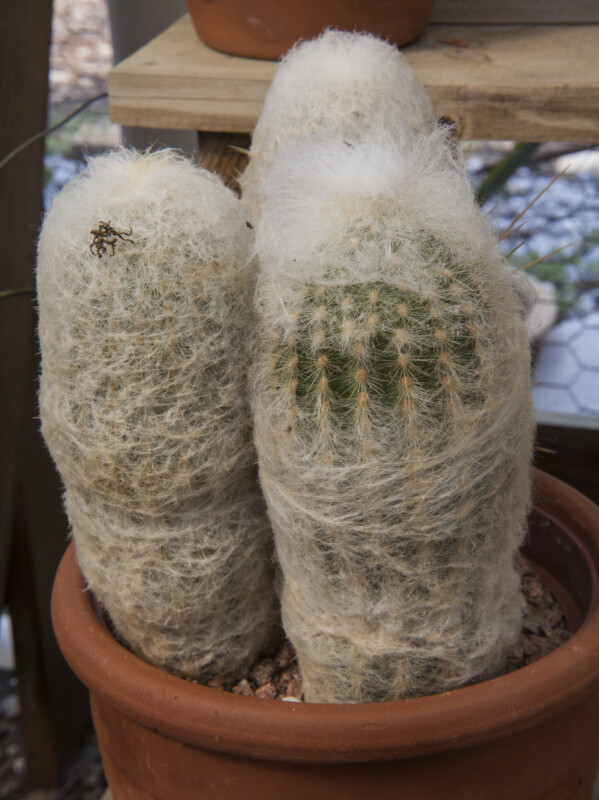 Hairy Cactus in a Pot