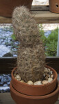 Hairy Cactus with Long Thorns