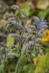 Hairy Plant at The Fruit and Spice Park