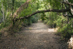 Half-Fallen Tree