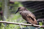 Hamerkop