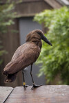 Hammerkop Perched on Railing
