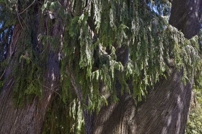 Hanging Branches and Bark of a Mourning Cypress