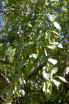 Hanging Branches of a European White Birch