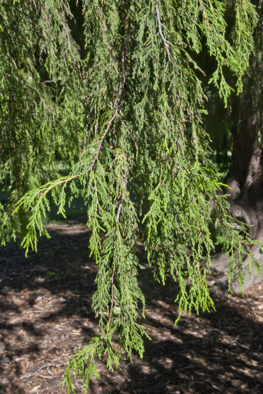 Hanging Branches of a Mourning Cypress Tree with Scale-Like Leaves