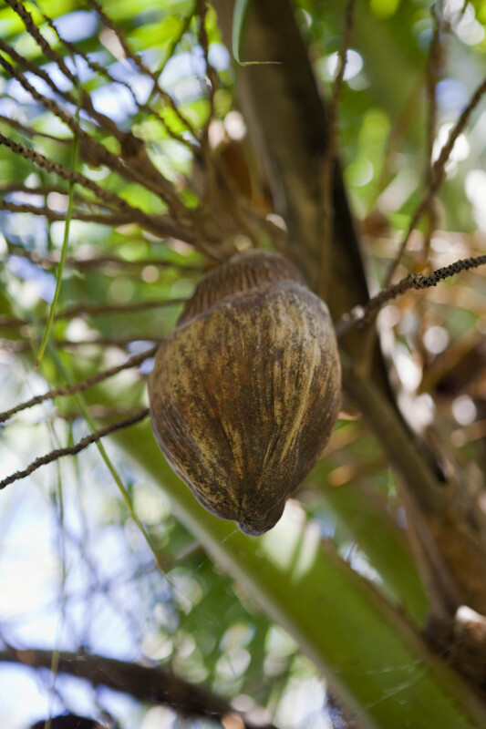 Hanging Coconut