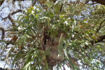 Hanging Elkhorn Fern