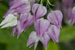 Hanging Flowers