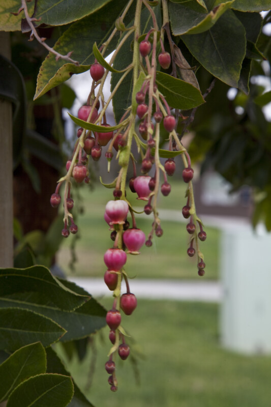 Hanging Flowers and Flower Buds of a Strawberry Tree