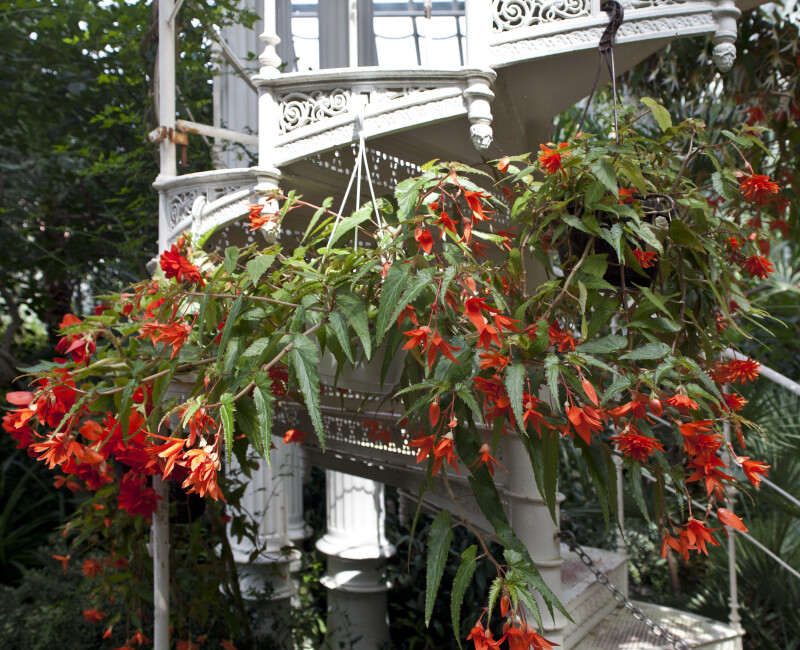 Hanging Flowers and Staircases