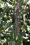 Hanging Flowers of an Evie's Silk-Tassel Bush
