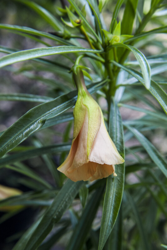 Hanging, Funnel-Shaped Lucky Nut Flower