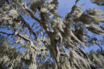 Hanging Moss