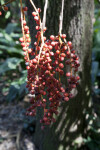 Hanging Red Berries