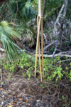 Hanging Roots at Bear Lake