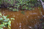 Hanging Roots Over Creek