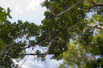 Hanging Roots