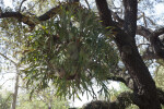 Hanging Staghorn Fern