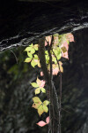 Hanging Vines