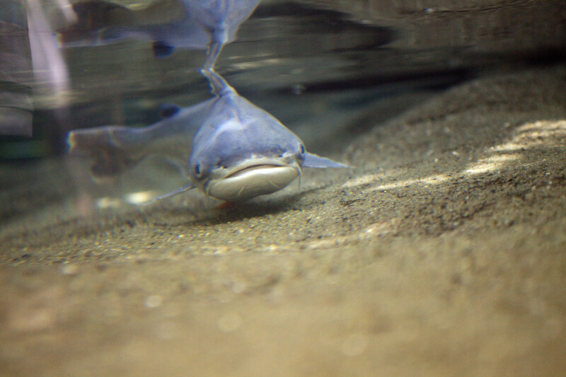 Hardhead Sea Catfish