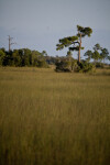 Hardwood Hammock in the Everglades