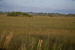 Hardwood Hammock