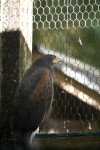 Harris's Hawk Looking Out