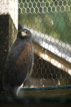 Harris's Hawk