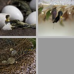 Hatching photographs