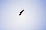 Hawk Pictured Against Clear, Blue Sky
