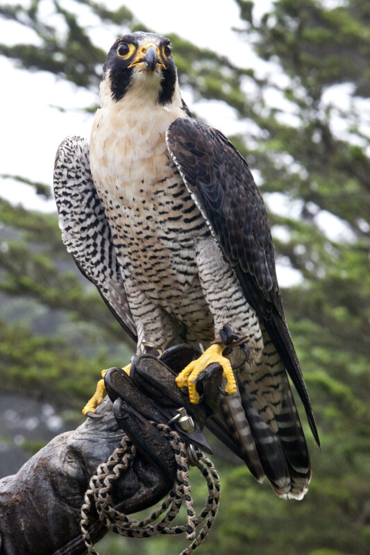 Hawk Resting on Glove
