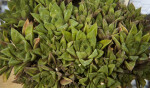 Haworthia cymbiformis