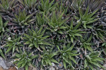 Haworthia fasciata