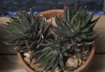 Haworthia Pumilia