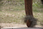 Hay in Trunk