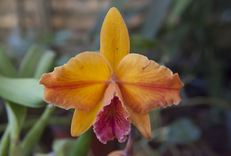 Hazel Boyd "Elizabeth" Orchid Flower